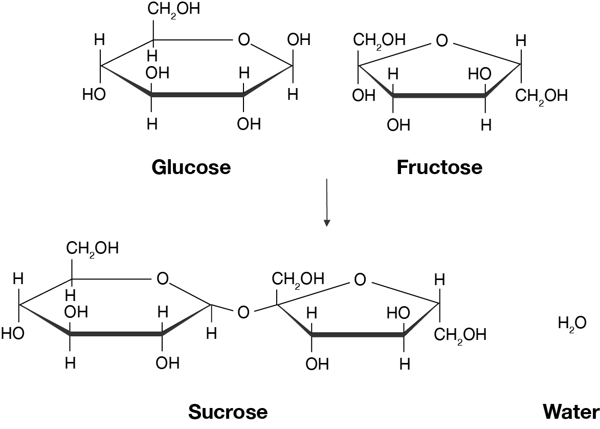 Two chemical structures, glucose and fructose, reacting in a condensation reaction to form a new structure, sucrose, and a water molecule.